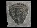 Trimerus Trilobite Tail - New York #68557-1